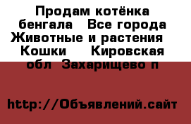 Продам котёнка бенгала - Все города Животные и растения » Кошки   . Кировская обл.,Захарищево п.